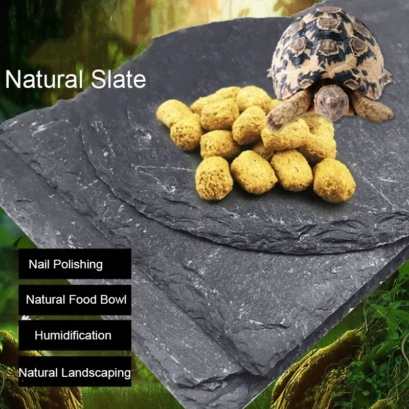 Pet Supplies Fish - Doğal kayrak akvaryum Pet sürüngen besleyici