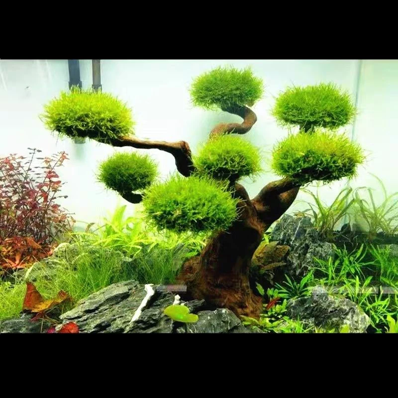 Akvaryum Driftwood Peyzaj Deko - Pet Supplies Fish incelemesi ve fiyatı