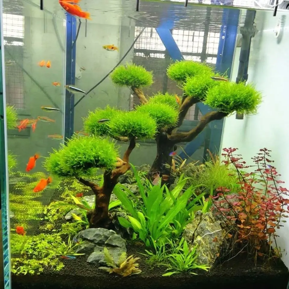 Akvaryum Driftwood Peyzaj Deko - Pet Supplies Fish incelemesi ve fiyatı